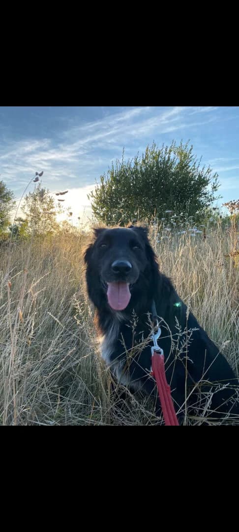 Max,  5yo Mixed Breed for adoption at Dogs Aid Animal Sanctuary, Dublin
