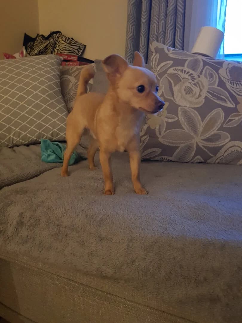 Chico,  puppy Mixed Breed for adoption at Dogs Aid Animal Sanctuary, Dublin