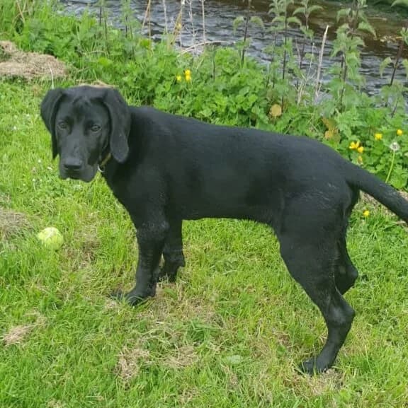 Bernard,  young Mixed Breed for adoption at Dogs Aid Animal Sanctuary, Dublin