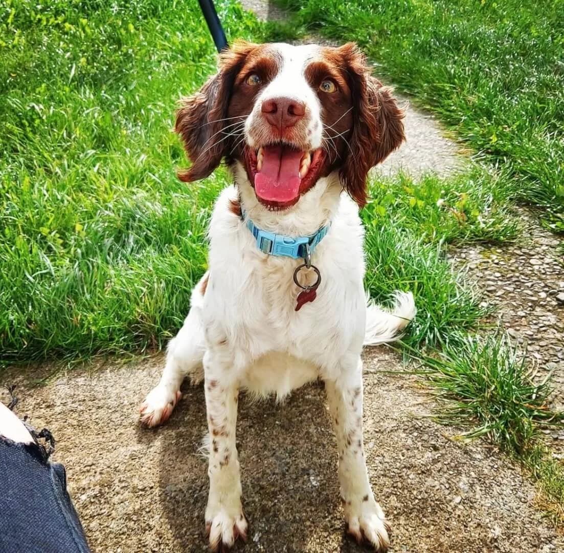 Trevor,  senior Mixed Breed for adoption at Dogs Aid Animal Sanctuary, Dublin
