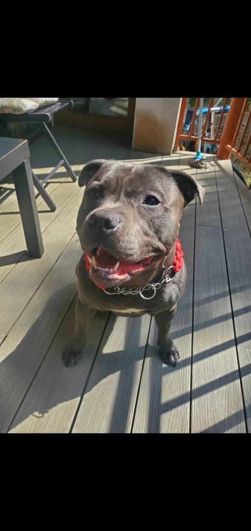Sancho, male young Mixed Breed for adoption at Dogs Aid Animal Sanctuary, Dublin