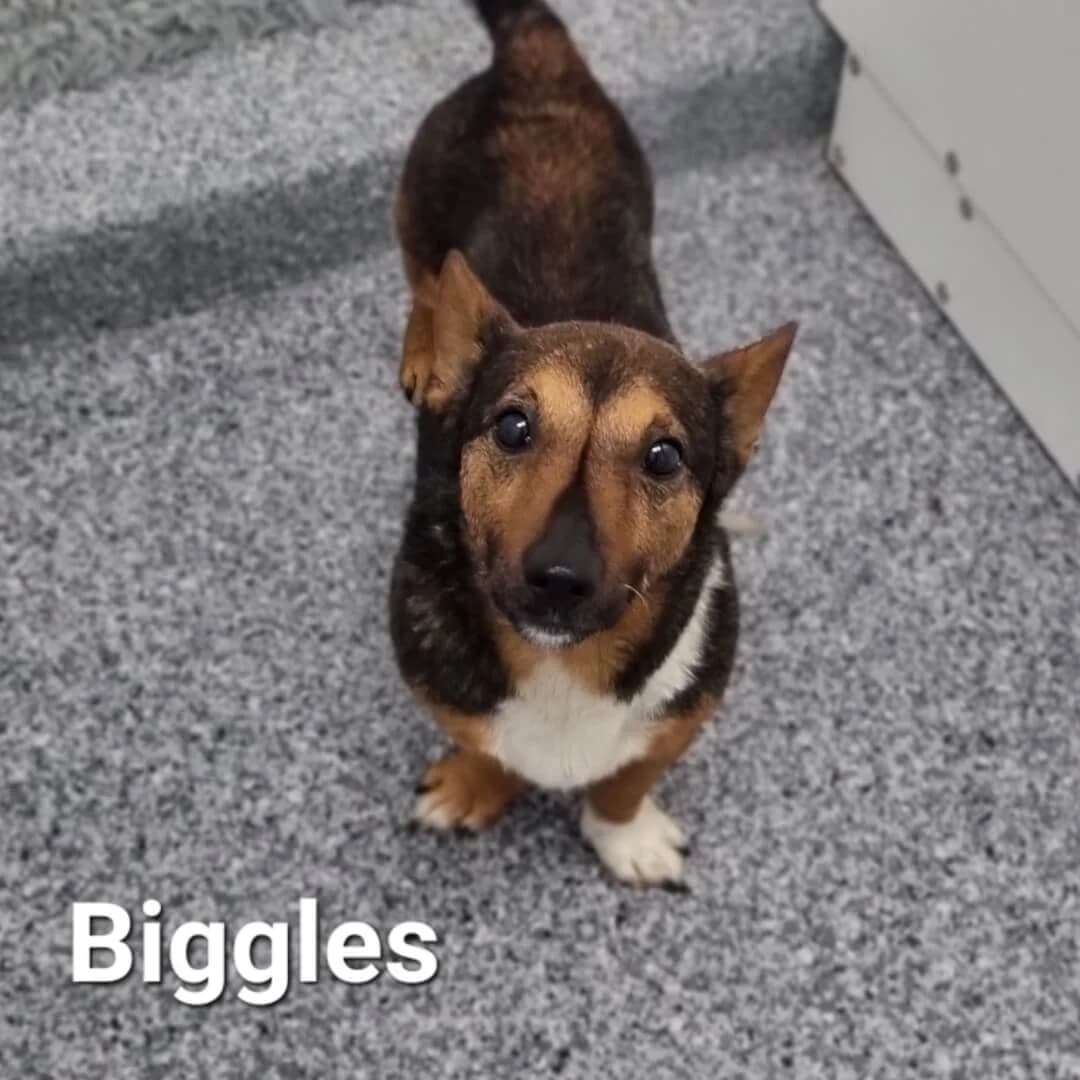 Biggles, male young Mixed Breed for adoption at Dogs Aid Animal Sanctuary, Dublin