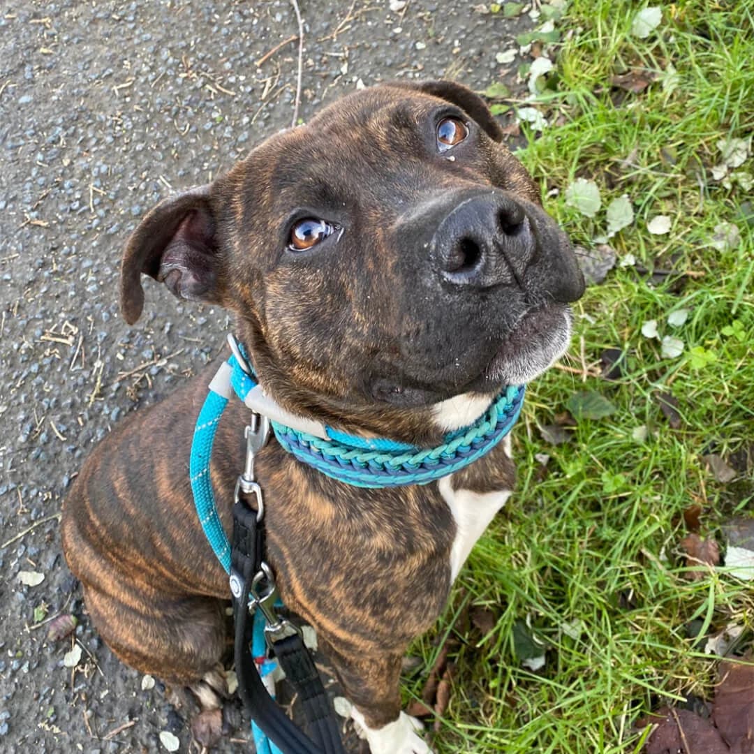 Tony, male young Staffordshire Bull Terrier for adoption at Dogs Aid Animal Sanctuary, Dublin