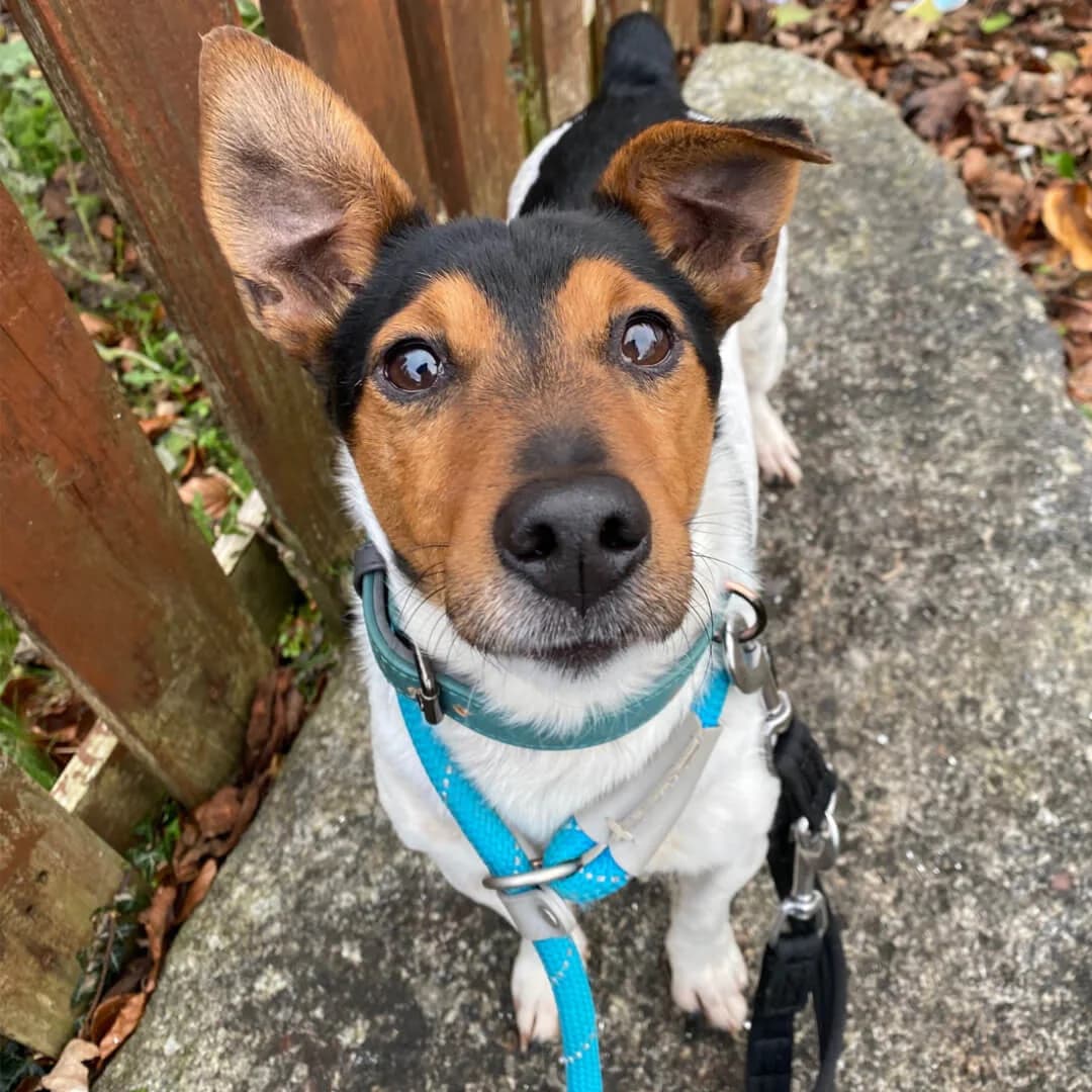 Marley, male Mixed Breed for adoption at Dogs Aid Animal Sanctuary, Dublin