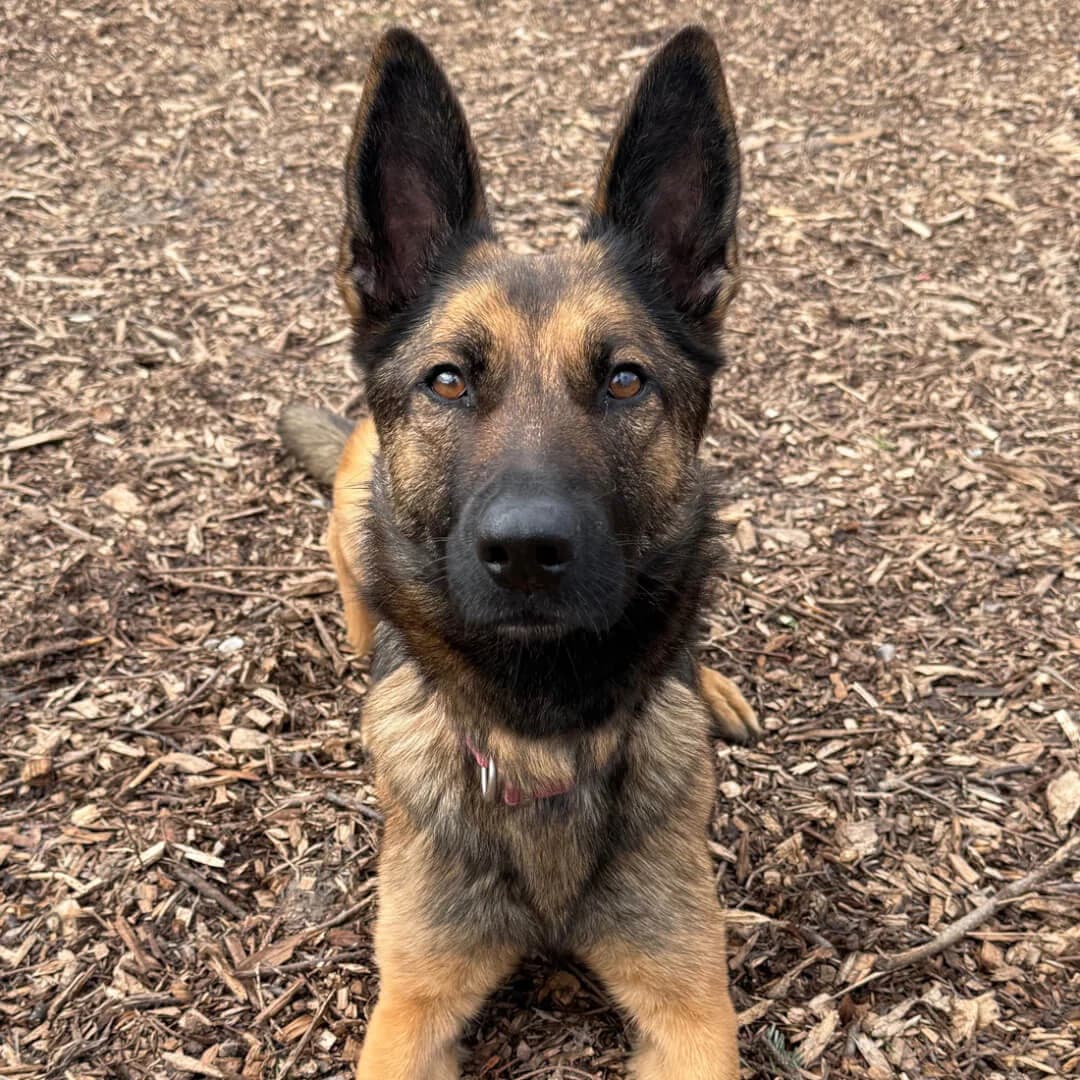 Lady, male German Shepherd for adoption at Dogs Aid Animal Sanctuary, Dublin