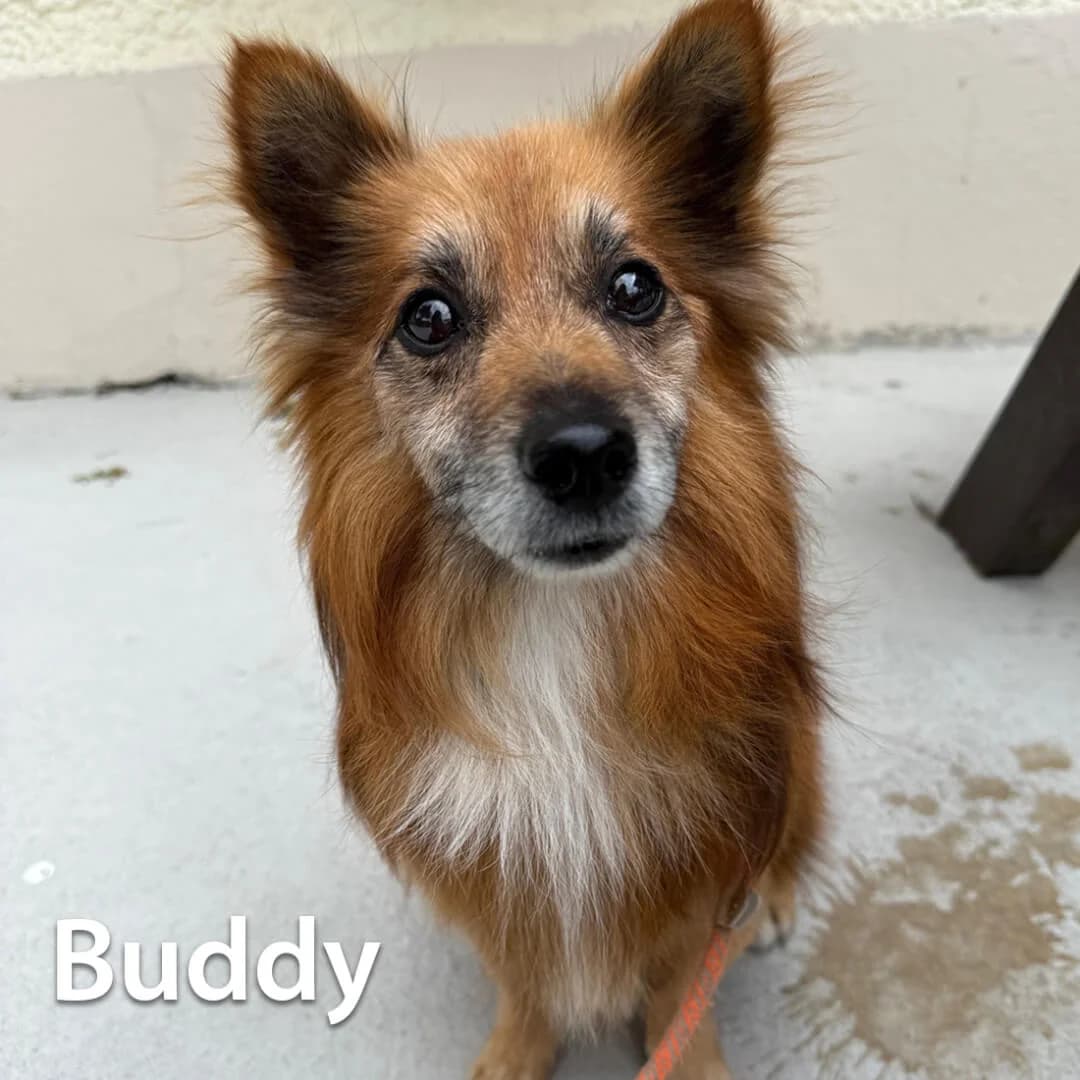 Buddy, male senior Mixed Breed for adoption at Dogs Aid Animal Sanctuary, Dublin