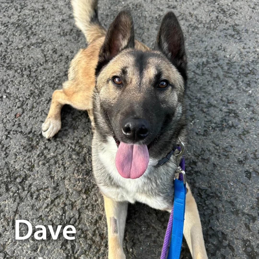 Dave, male young Husky for adoption at Dogs Aid Animal Sanctuary, Dublin