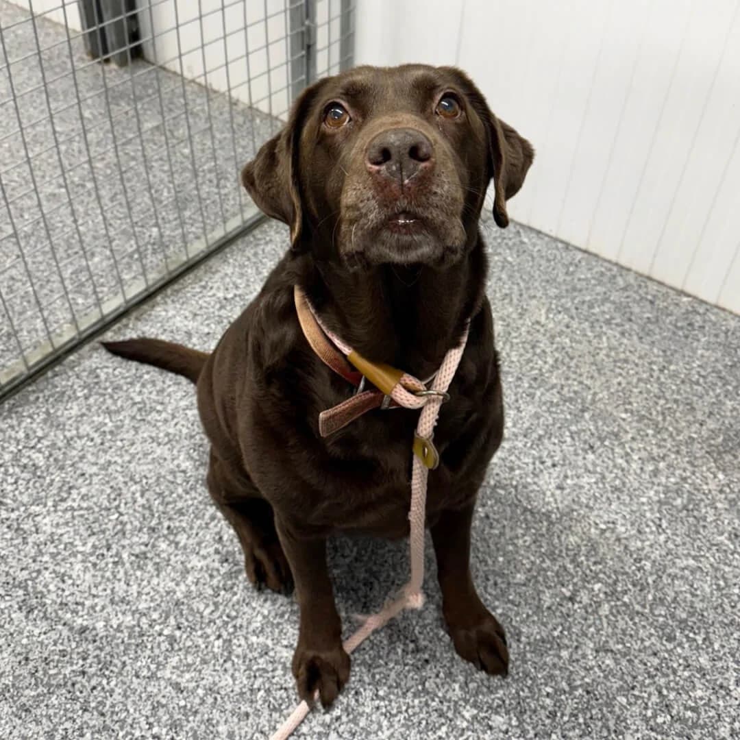 Kai, male Labrador Retriever for adoption at Dogs Aid Animal Sanctuary, Dublin