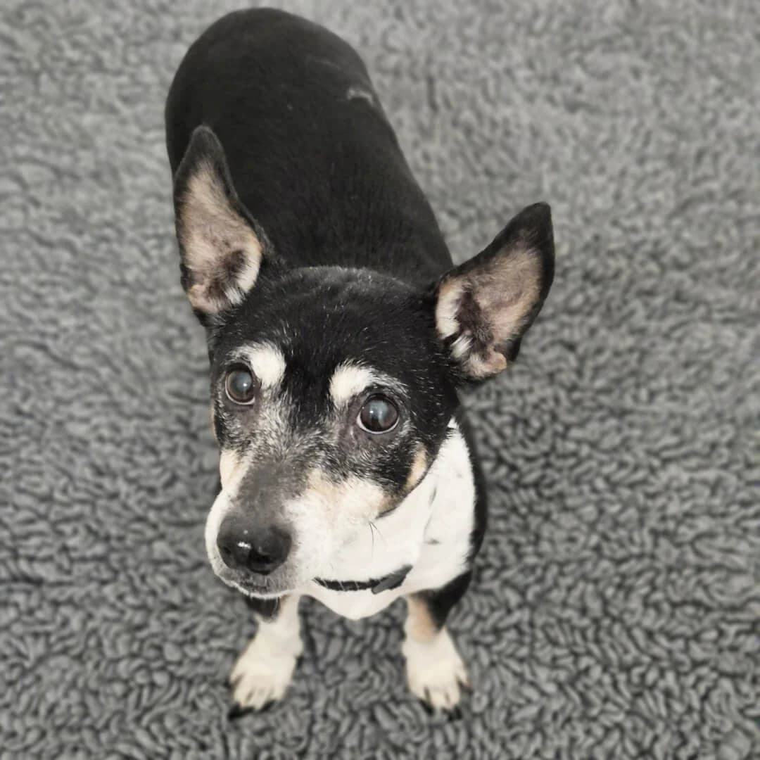 Miley, male senior mixed breed for adoption at Dogs Aid Animal Sanctuary, Dublin