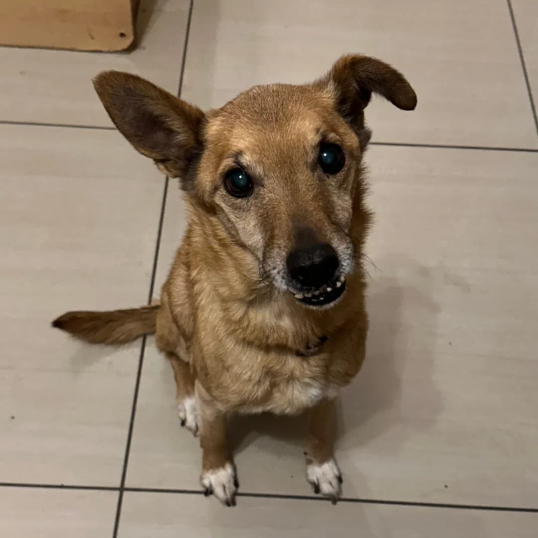 Rex,  senior Mixed Breed for adoption at Dogs Aid Animal Sanctuary, Dublin