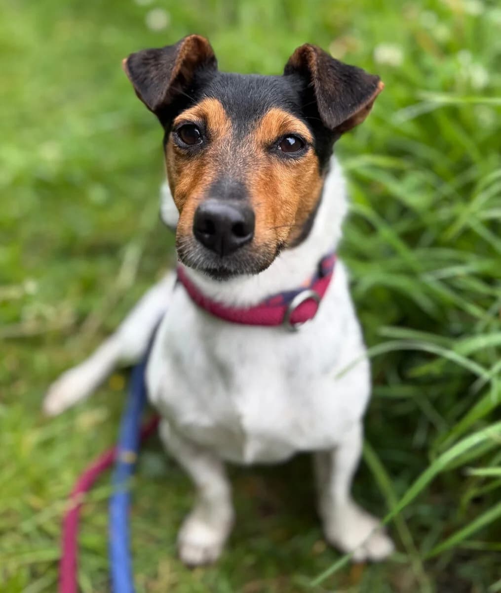 Marley,  3yo Jack Russell Terrier for adoption at Dogs Aid Animal Sanctuary, Dublin