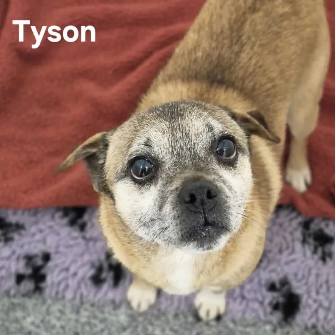 **BOOKED**Tyson, male senior Pug for adoption at Dogs Aid Animal Sanctuary, Dublin