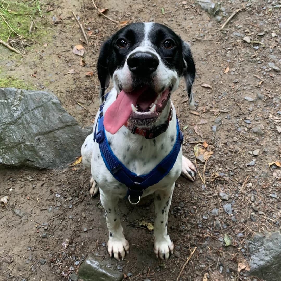 Rosie, 3yo Mixed Breed for adoption at Dogs Aid Animal Sanctuary, Dublin