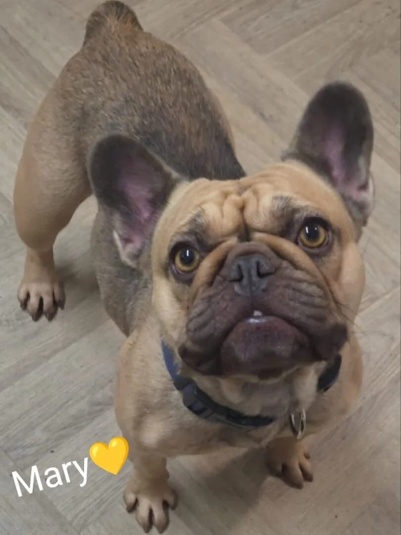 Mary, male 3yo French Bulldog for adoption at Dogs Aid Animal Sanctuary, Dublin