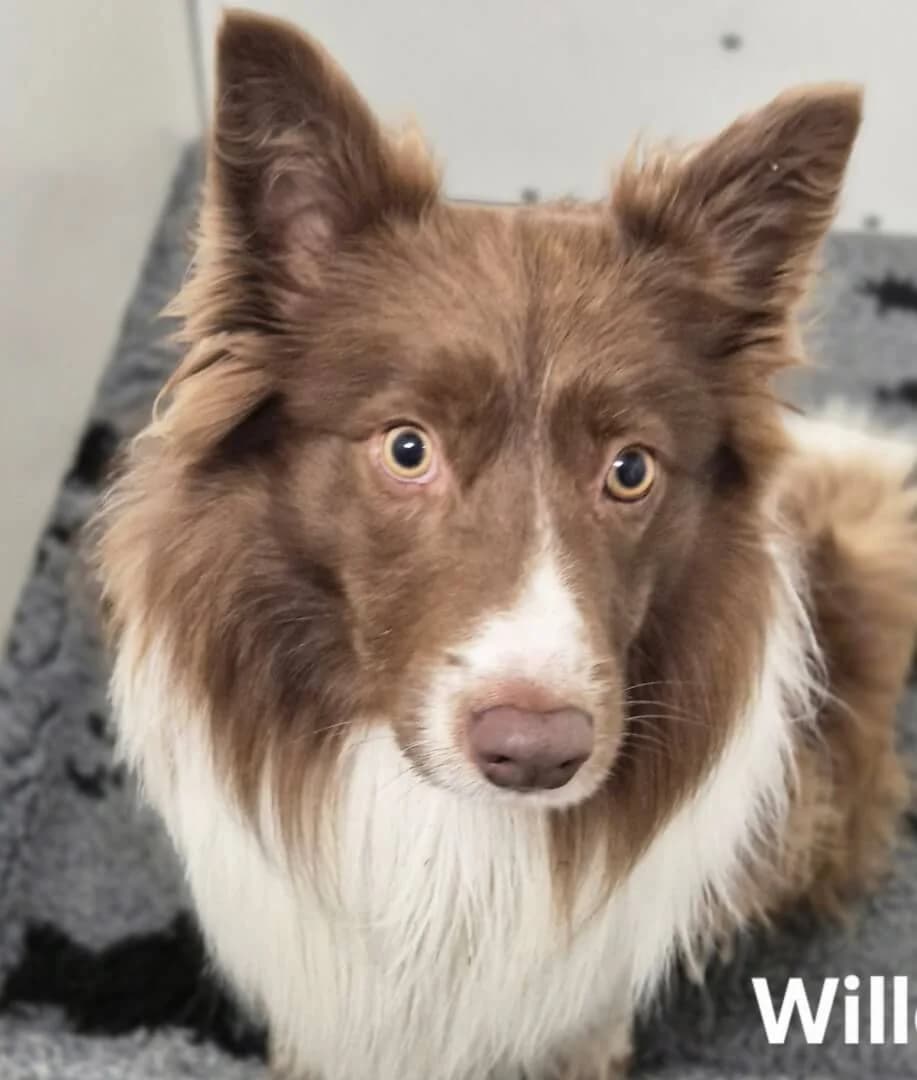 Will, male 4yo Collie for adoption at Dogs Aid Animal Sanctuary, Dublin