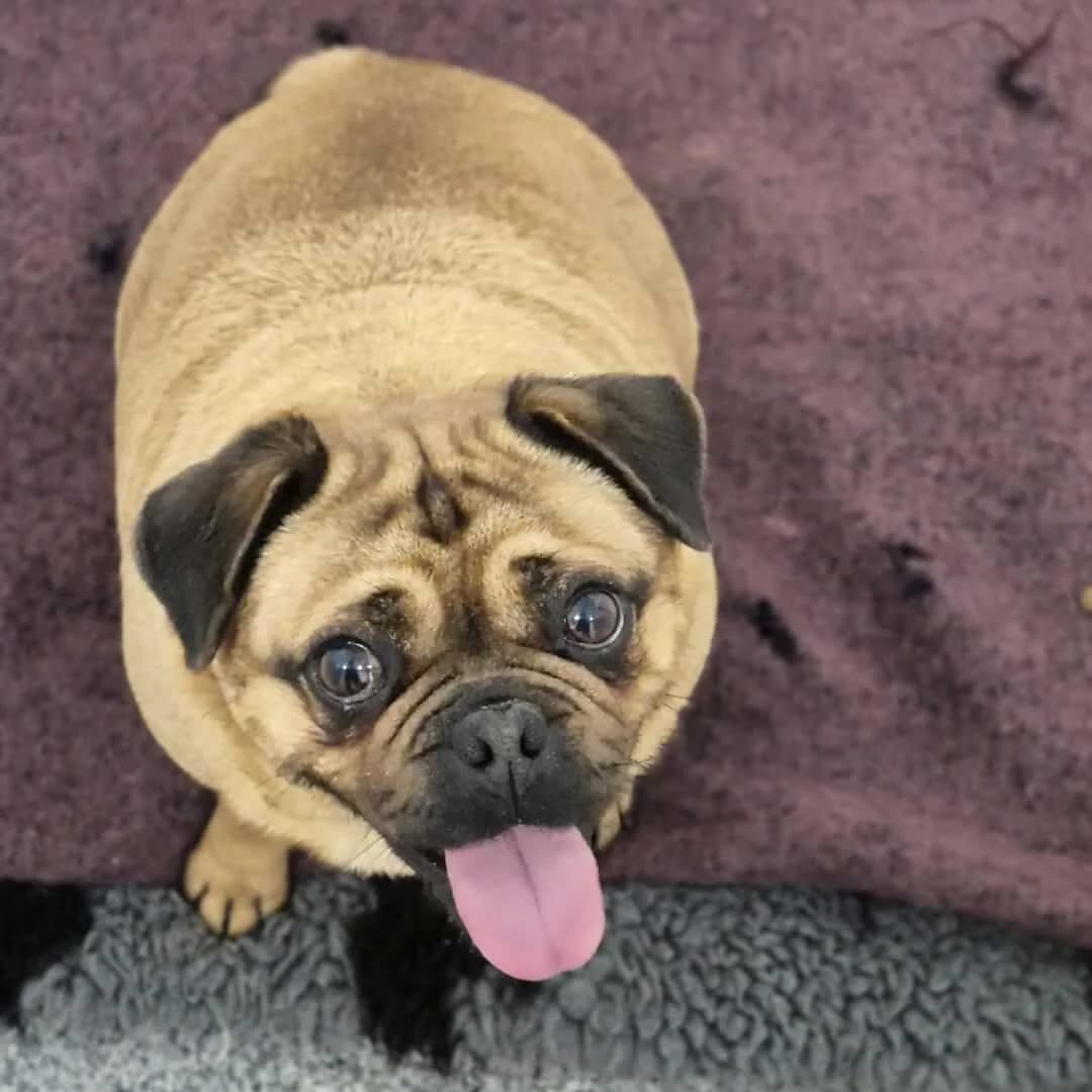 Lisa, female Pug for adoption at Dogs Aid Animal Sanctuary