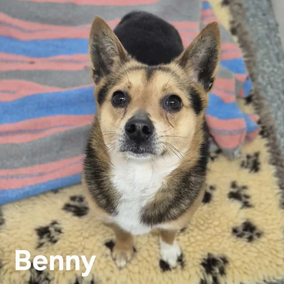 **BOOKED**Benny, male 4yo Jack Russell Terrier for adoption at Dogs Aid Animal Sanctuary, Dublin