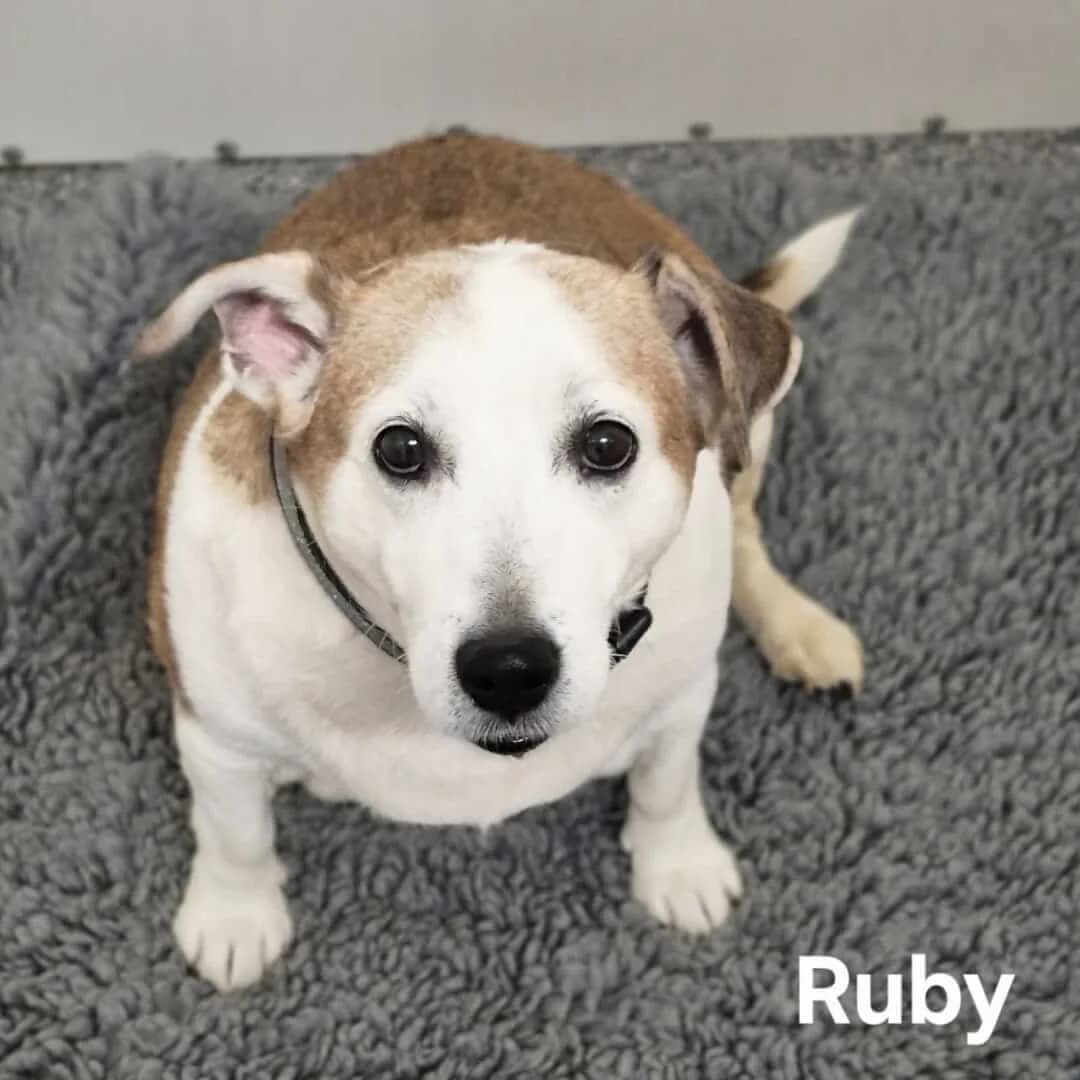 **BOOKED**Ruby, male 7yo Beagle for adoption at Dogs Aid Animal Sanctuary, Dublin