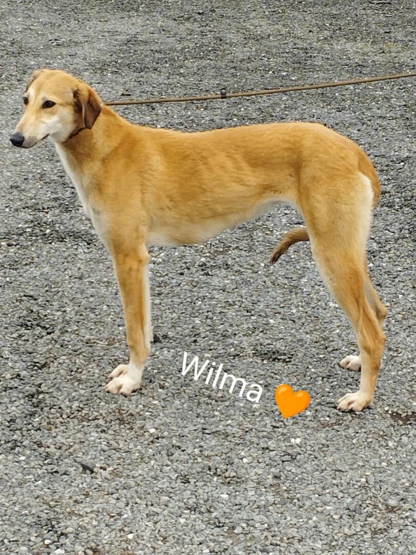 Wilma, female Lurcher for adoption at Dogs Aid Animal Sanctuary