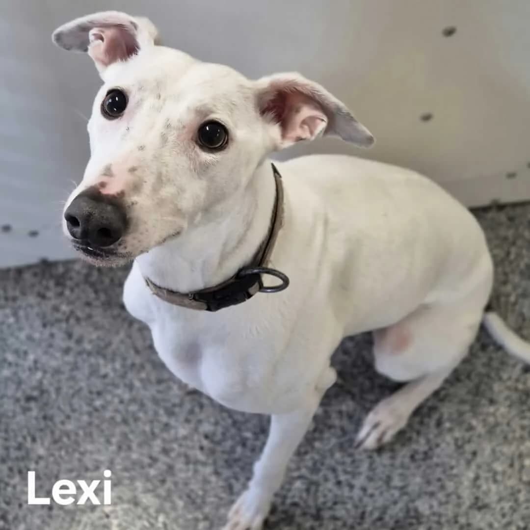 Lexi, male young Lurcher for adoption at Dogs Aid Animal Sanctuary, Dublin