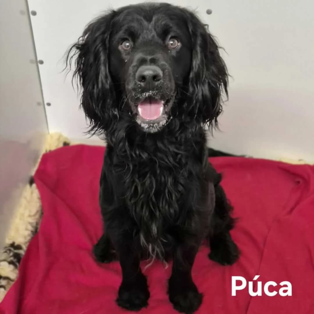 Púca, male Collie for adoption at Dogs Aid Animal Sanctuary