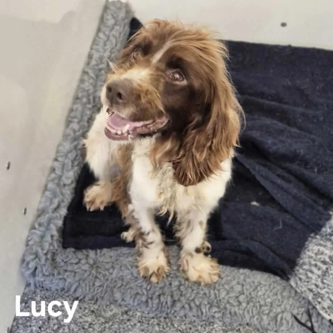 Lucy, male senior mixed breed for adoption at Dogs Aid Animal Sanctuary, Dublin