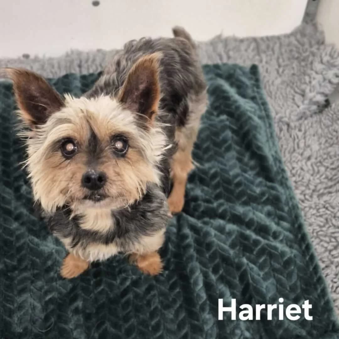 **BOOKED**Harriet, male senior Yorkshire Terrier for adoption at Dogs Aid Animal Sanctuary, Dublin