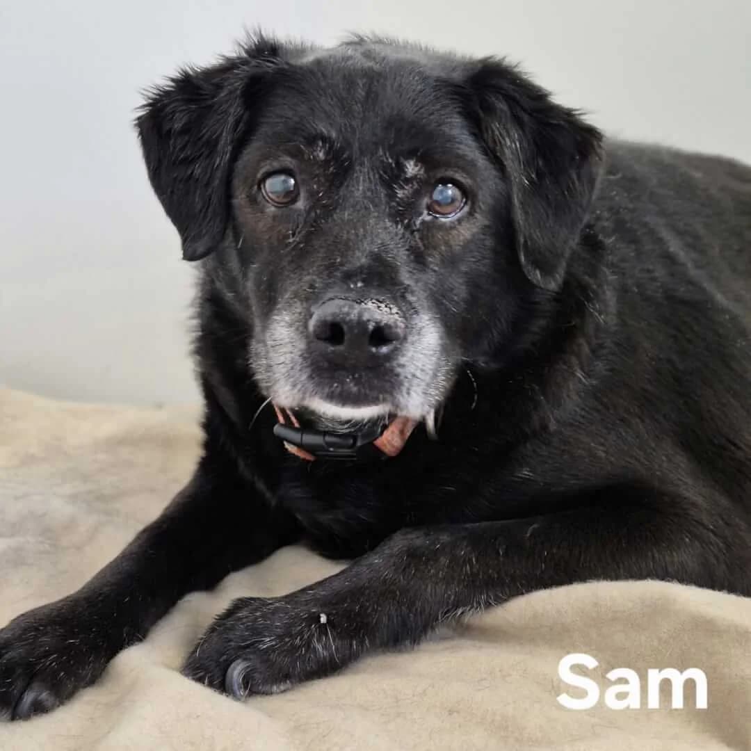 Sam, male senior Mixed Breed for adoption at Dogs Aid Animal Sanctuary, Dublin