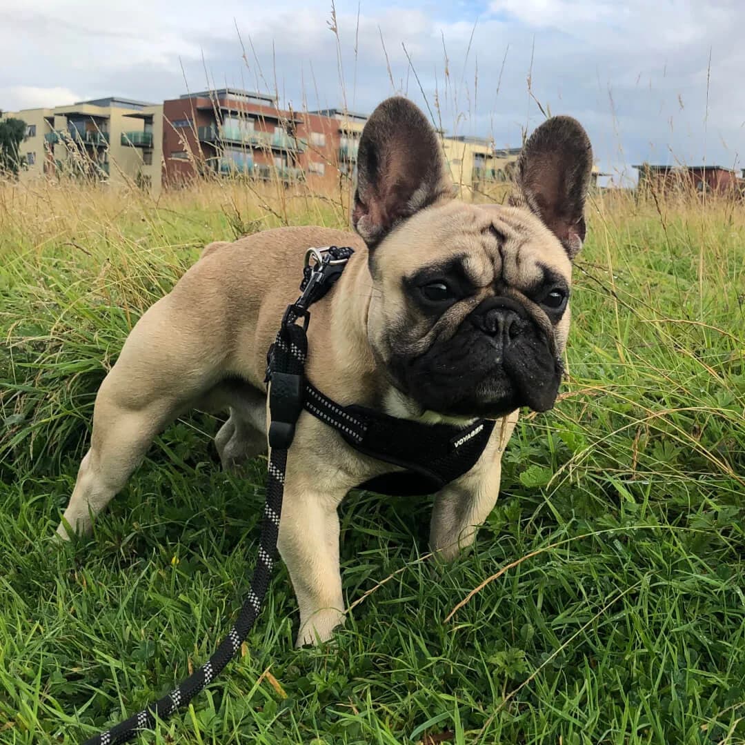 Henry, 6yo Mixed Breed for adoption at Dogs Aid Animal Sanctuary, Dublin