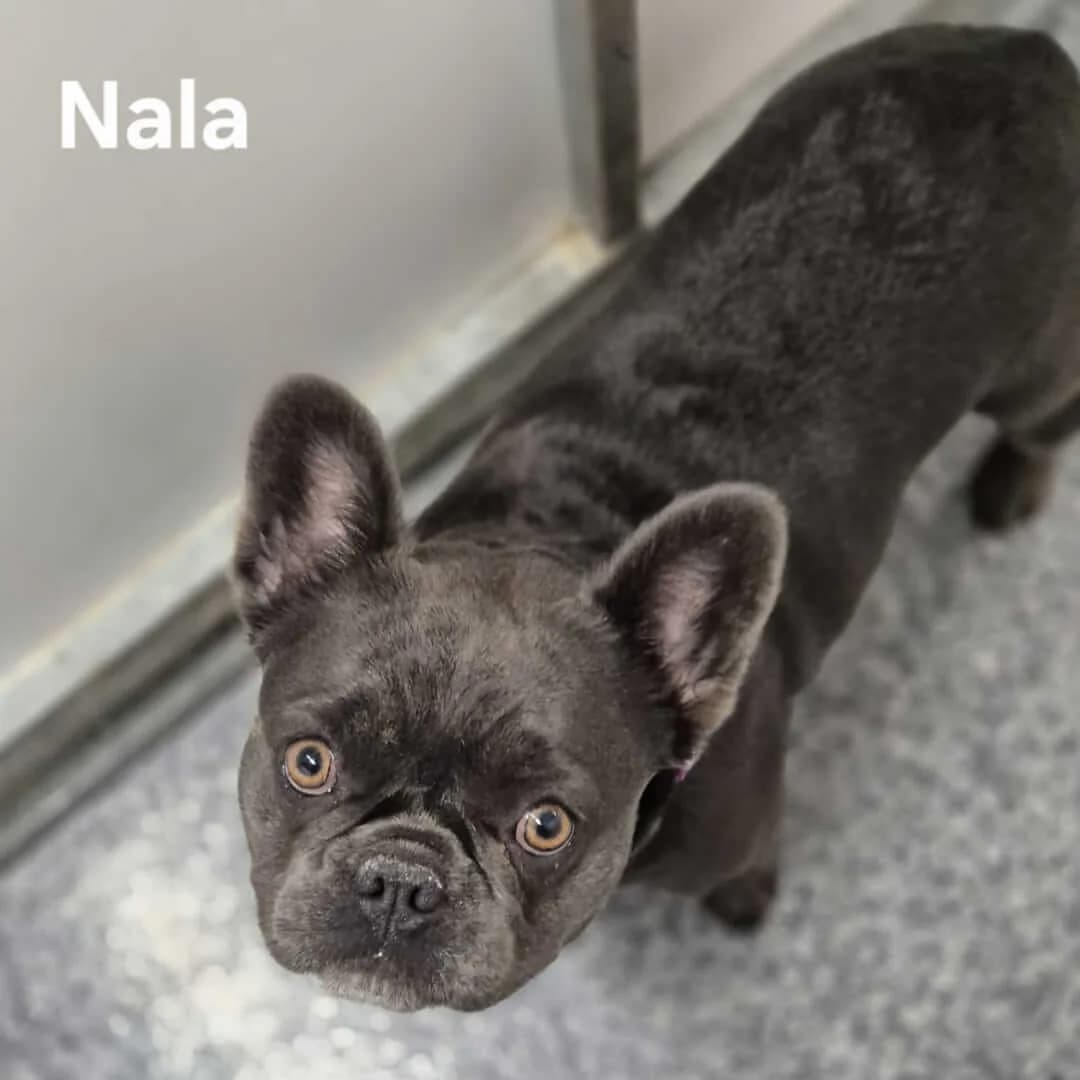 **BOOKED**Nala, male young Mixed Breed for adoption at Dogs Aid Animal Sanctuary, Dublin