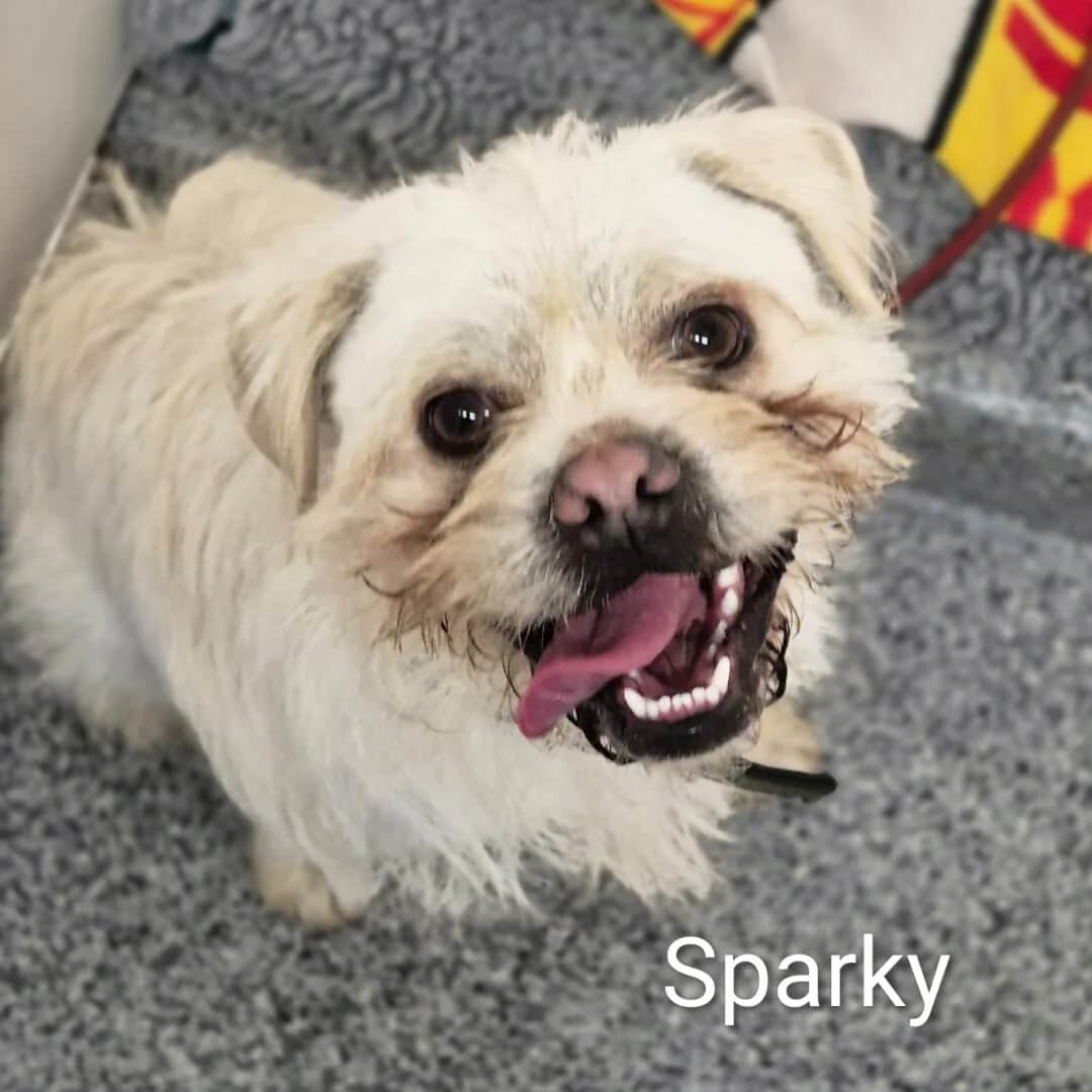 Sparky, male young Mixed Breed for adoption at Dogs Aid Animal Sanctuary, Dublin