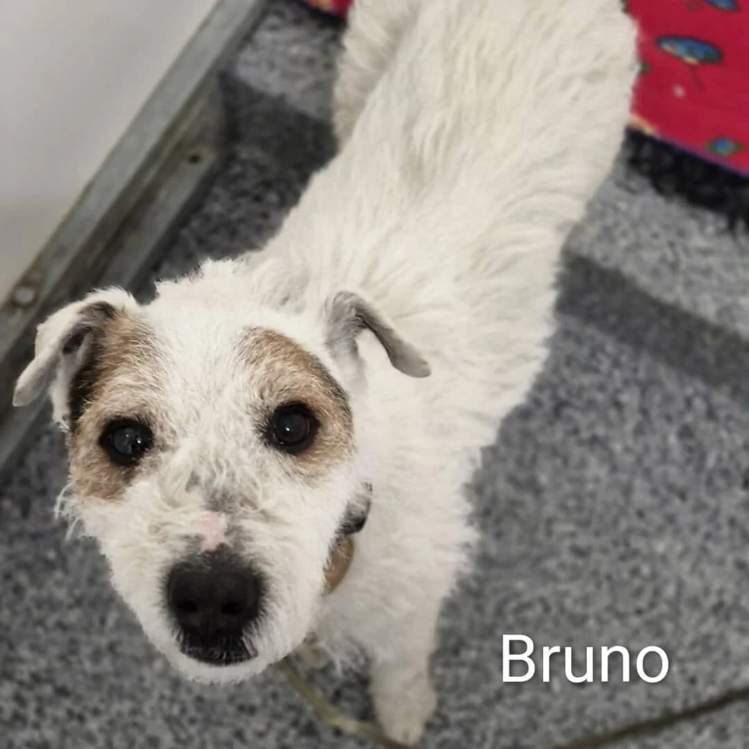 **BOOKED**Bruno, male senior Mixed Breed for adoption at Dogs Aid Animal Sanctuary, Dublin