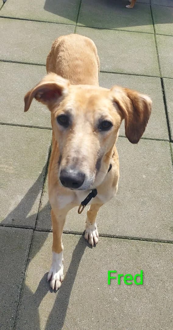 Fred, male puppy Mixed Breed for adoption at Dogs Aid Animal Sanctuary, Dublin