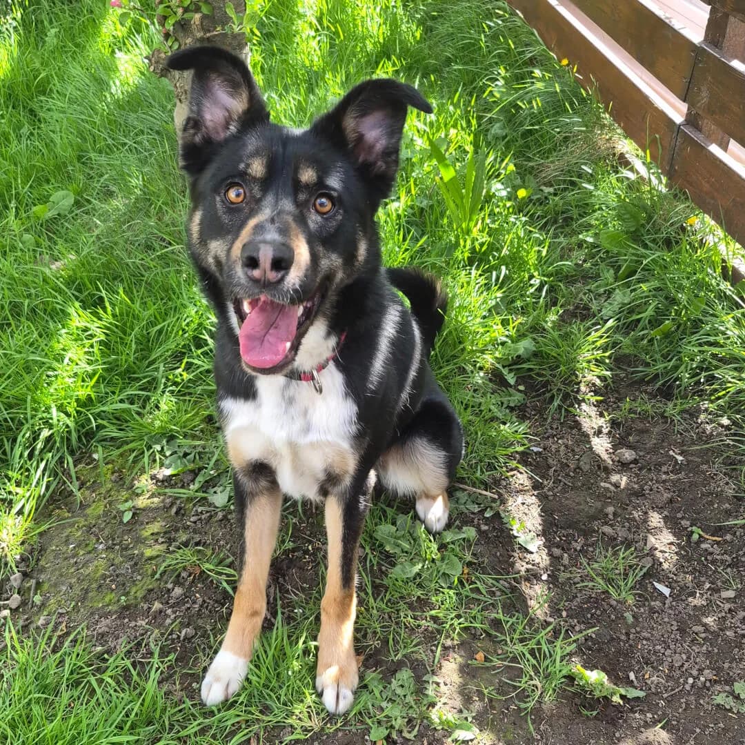 Milo,  young Mixed Breed for adoption at Dogs Aid Animal Sanctuary, Dublin