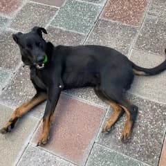 Vali, male senior Mixed Breed for adoption at Dogs Aid Animal Sanctuary, Dublin