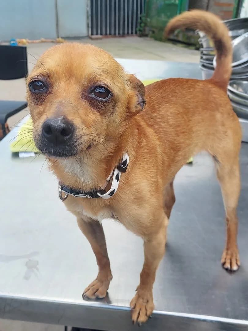 **BOOKED**Lexi, male Mixed Breed for adoption at Dogs Aid Animal Sanctuary, Dublin
