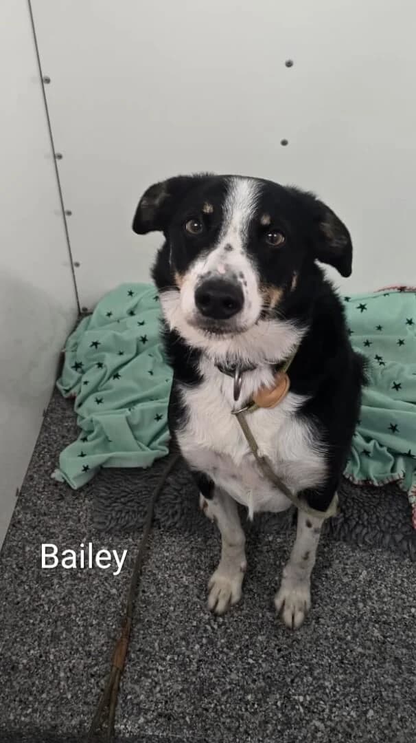 **BOOKED**Bailey, male 5yo Mixed Breed for adoption at Dogs Aid Animal Sanctuary, Dublin