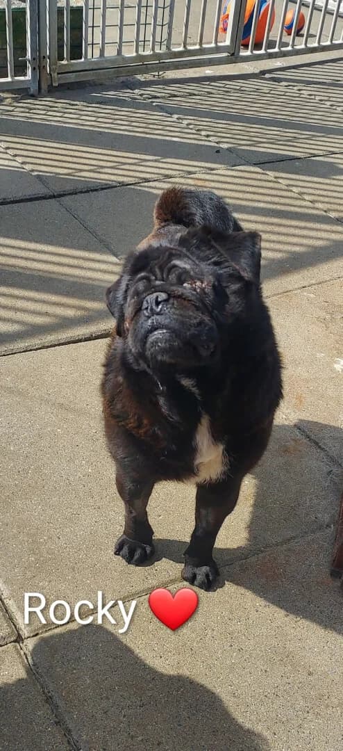 Rocky, male Mixed Breed for adoption at Dogs Aid Animal Sanctuary, Dublin