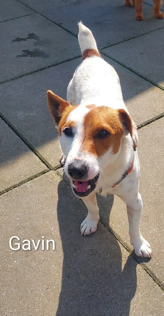 Gavin, male young Mixed Breed for adoption at Dogs Aid Animal Sanctuary, Dublin