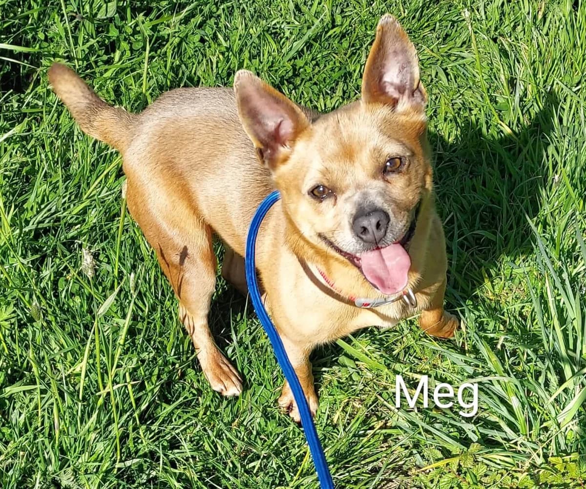 Meg, male young Mixed Breed for adoption at Dogs Aid Animal Sanctuary, Dublin