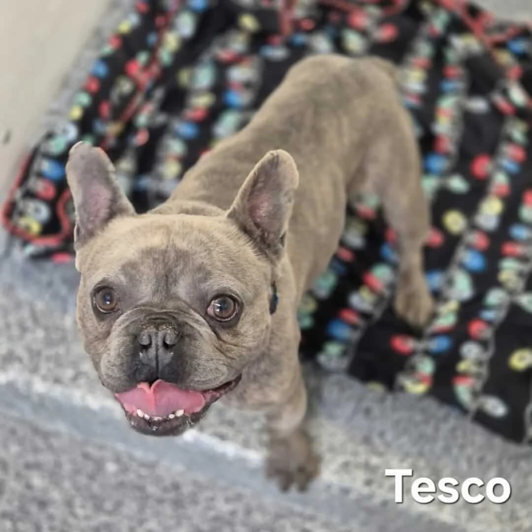 Tesco, male young Mixed Breed for adoption at Dogs Aid Animal Sanctuary, Dublin
