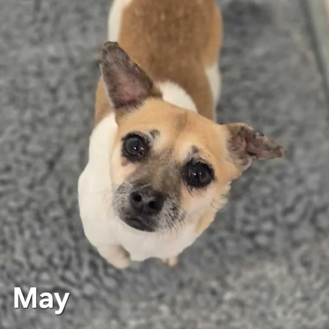 May, male 5yo Mixed Breed for adoption at Dogs Aid Animal Sanctuary, Dublin