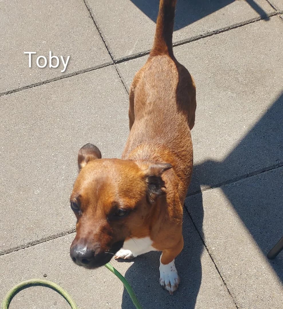 Toby, male young Mixed Breed for adoption at Dogs Aid Animal Sanctuary, Dublin