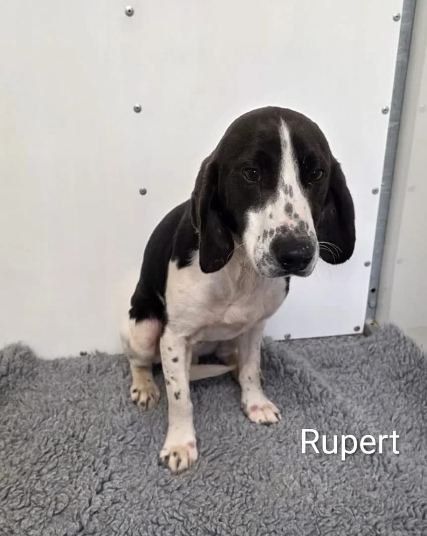 **BOOKED**Rupert, male young Mixed Breed for adoption at Dogs Aid Animal Sanctuary, Dublin