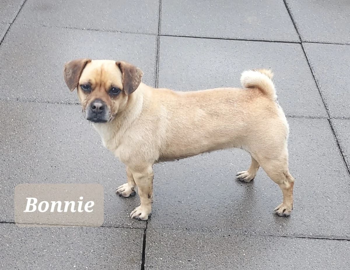 Bonnie, male 7yo Mixed Breed for adoption at Dogs Aid Animal Sanctuary, Dublin