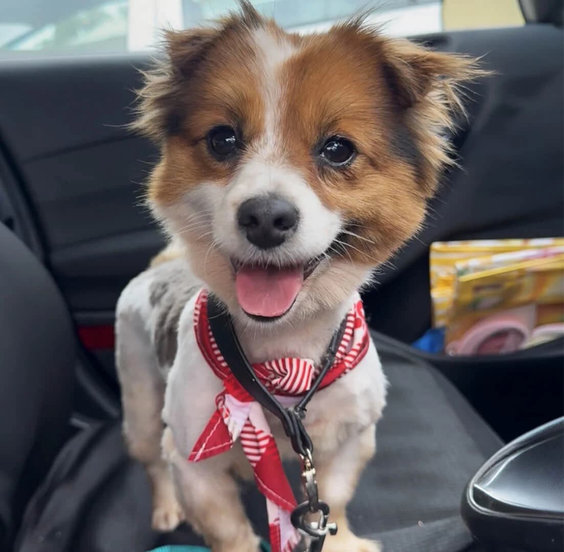 Niamh, Mixed Breed (Dogs Aid Animal Sanctuary)