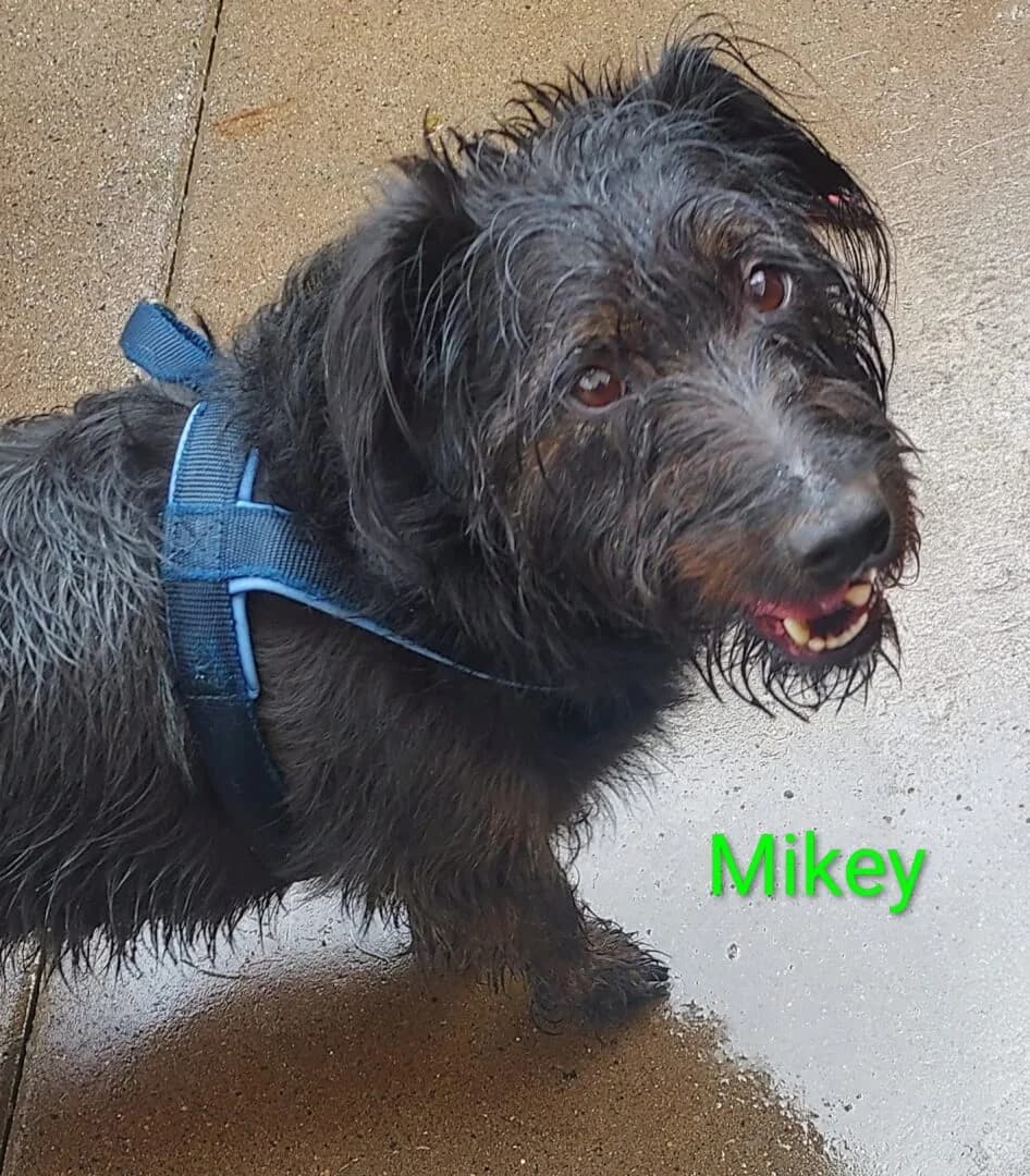 Mikey, male 6yo Mixed Breed for adoption at Dogs Aid Animal Sanctuary, Dublin