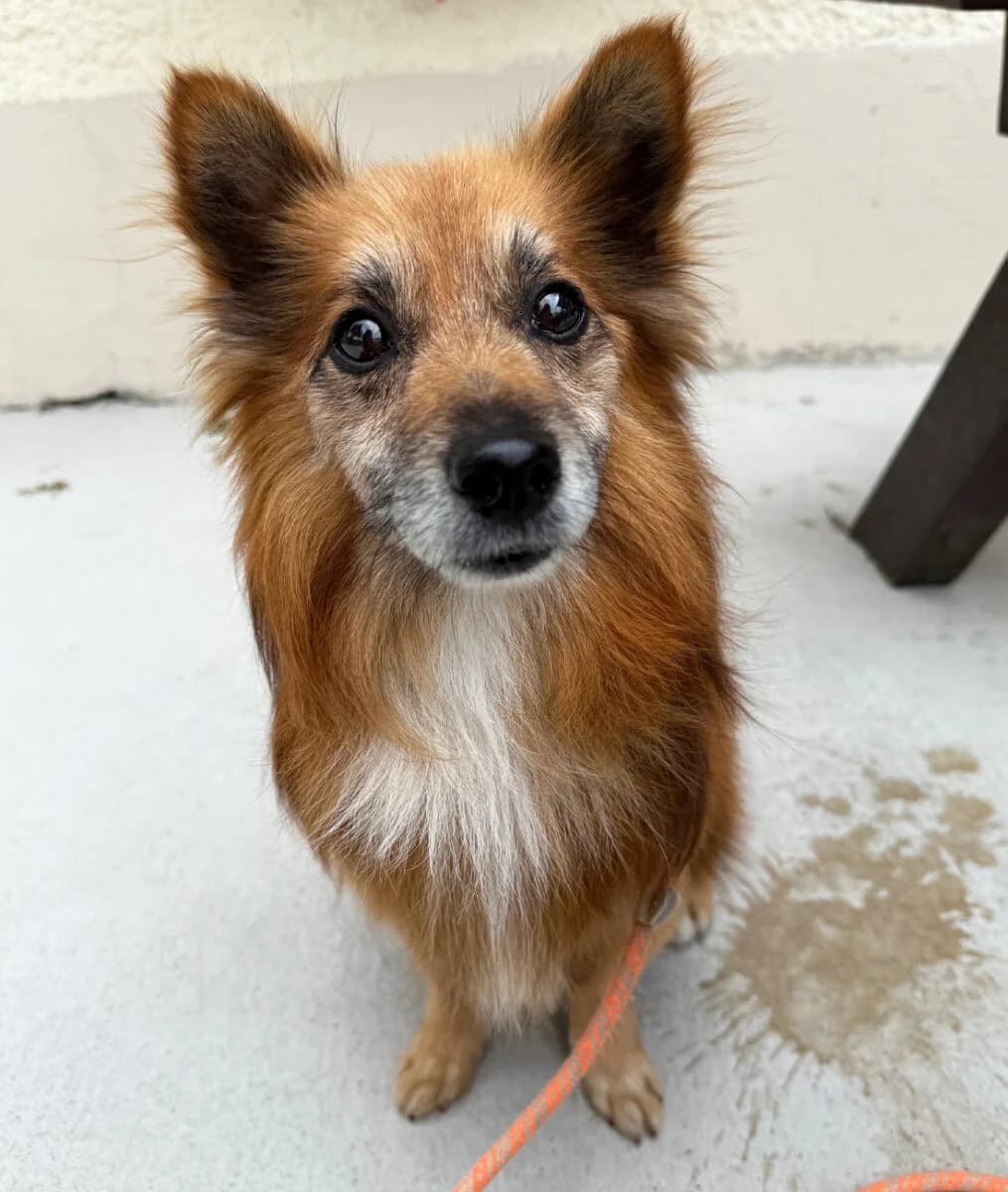 Buddy, male senior Pomeranian for adoption at Dogs Aid Animal Sanctuary, Dublin