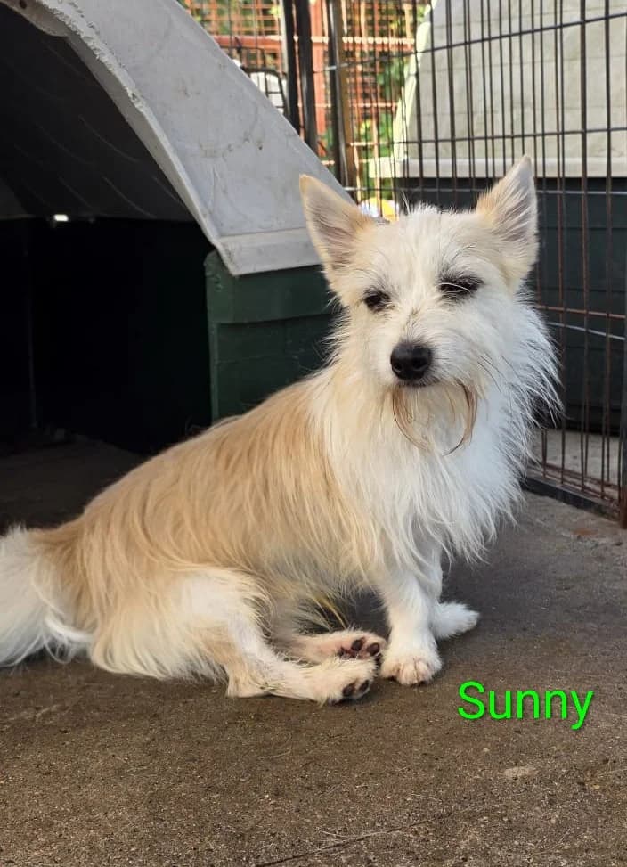 Sunny, male young Mixed Breed for adoption at Dogs Aid Animal Sanctuary, Dublin