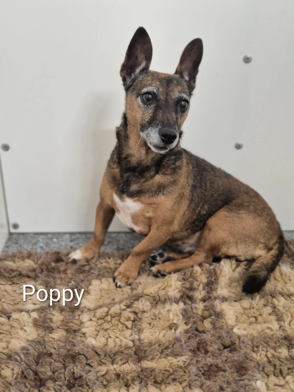 **BOOKED**Poppy, Mixed Breed (Dogs Aid Animal Sanctuary)